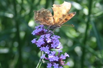 Verbena bonariensis with Comma butterfly